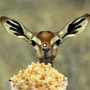 Meet your Posher, Eden